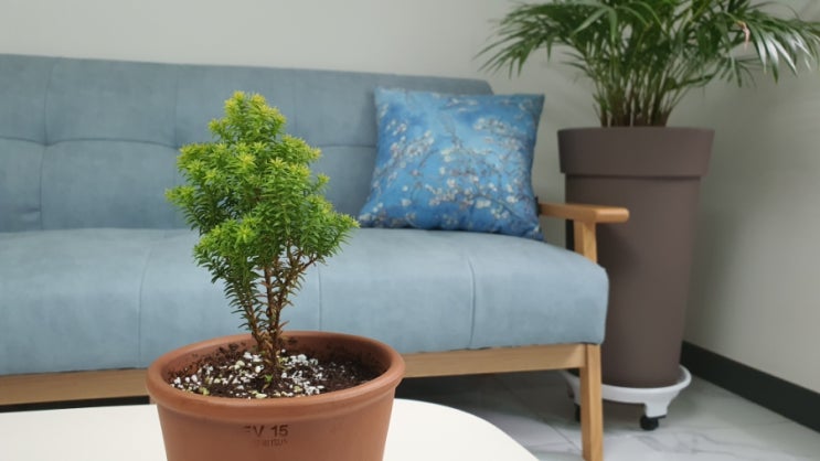  [자랑질] 편백나무 키우기 황금빛의 침엽수 옐로우봉 How to grow Chamaecyparis thyoides 'Yellow bong' (from 생명나무농장 카페 천사님)
