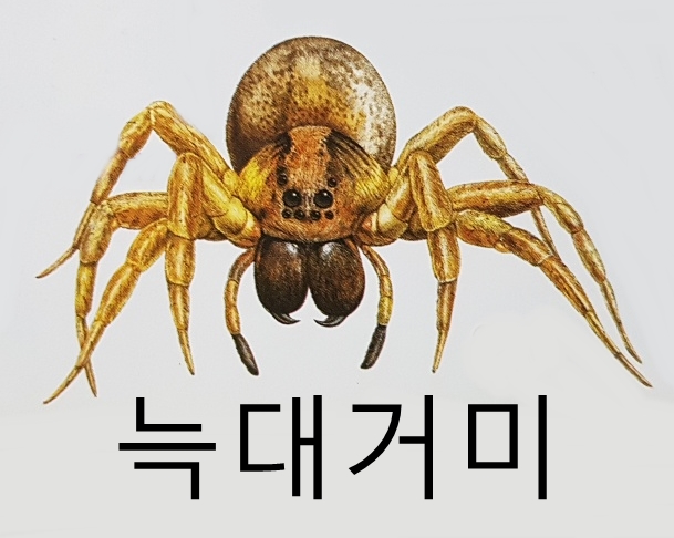  곤충 거미 종류 분류 특징 특성 생김새 크기 (늑대거미 깡충거미 검은과부거미 게거미 물거미 등)