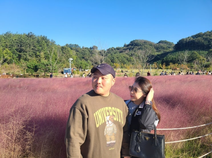  경남함안_악양생태공원 I 핑크뮬리 I 코스모스