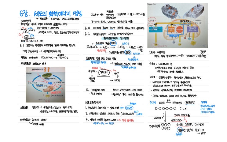  [생물학1] 세포의 화학에너지 생성