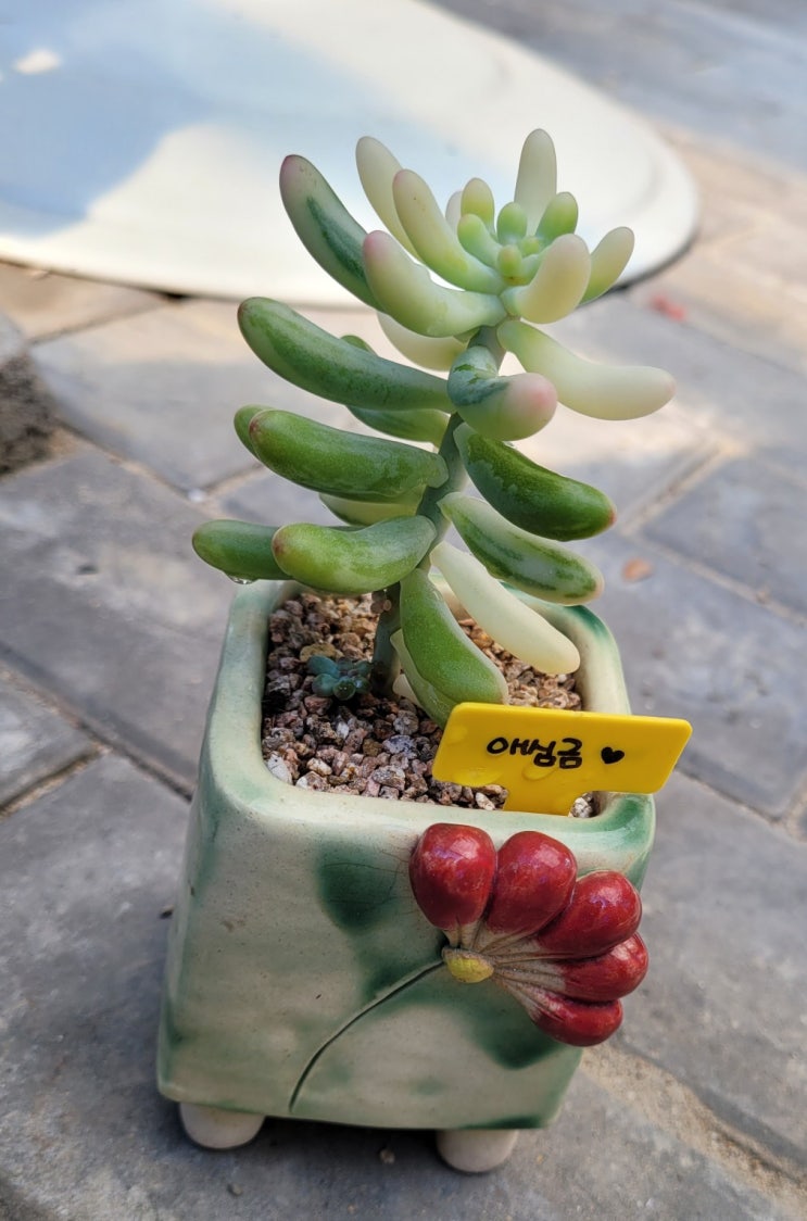  애심금