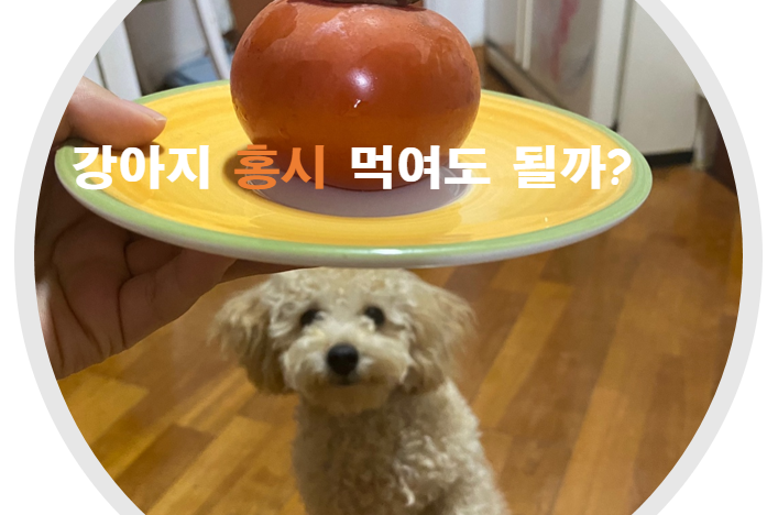 [반려견 백과사전] 강아지 감,홍시 먹어도 될까?