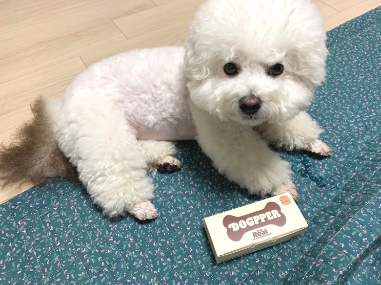 강아지 간식 버거킹 독퍼 ! 강아지 간식 버거킹 독퍼 !