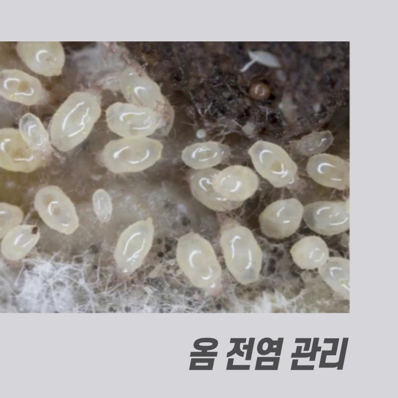 옴 증상 및 치료법 옴 진드기 전염 치료 후기 : 네이버 블로그