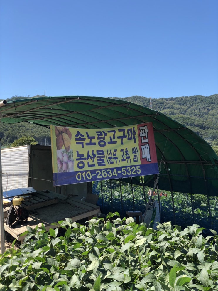  강화도 속노랑고구마 사 왔어요!!