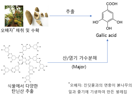  Gallic acid (갈산)의 기능, 응용분야, 시장, 제조 (ft. 식물 추출법, 효소전환법, 미생물 대사공학 생산)