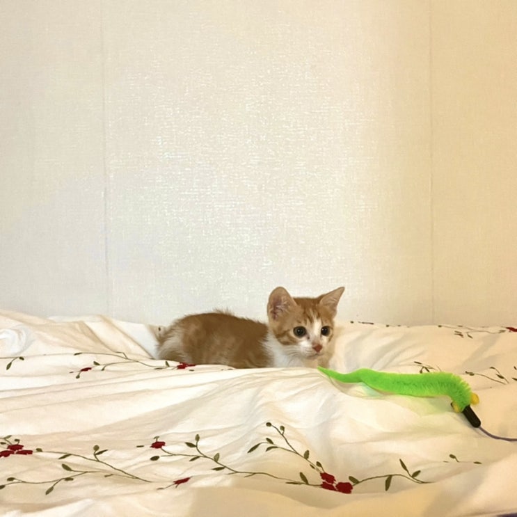  1. 초보 임보자의 나도 있다 고양이 :: 고양이 임보 필수품, 링웜 완치 방법