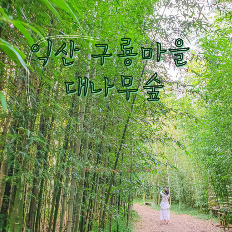  익산 가볼만한곳 구룡마을 대나무숲