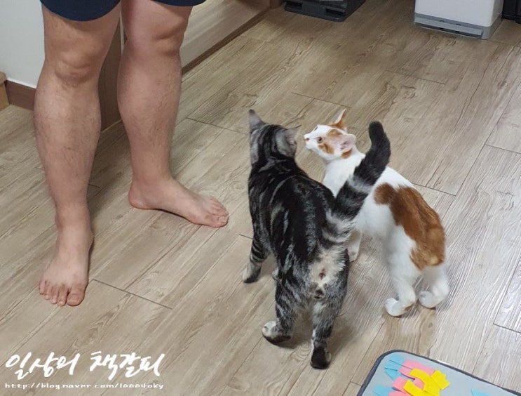  <2인2묘 라이프> 2021. 10. 16~17. 누구의 이빨인가