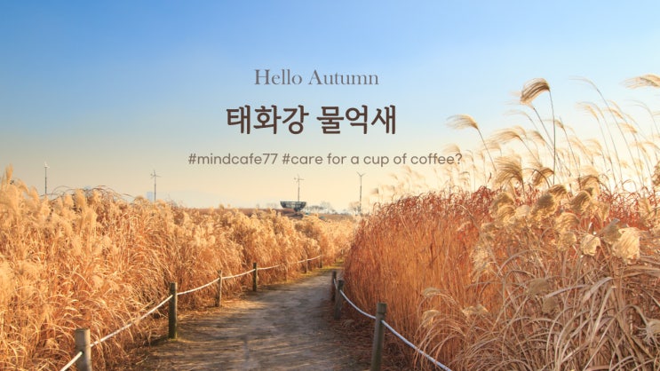  물억새가 가득한  지금... 울산     아산로로 고고씽!!!