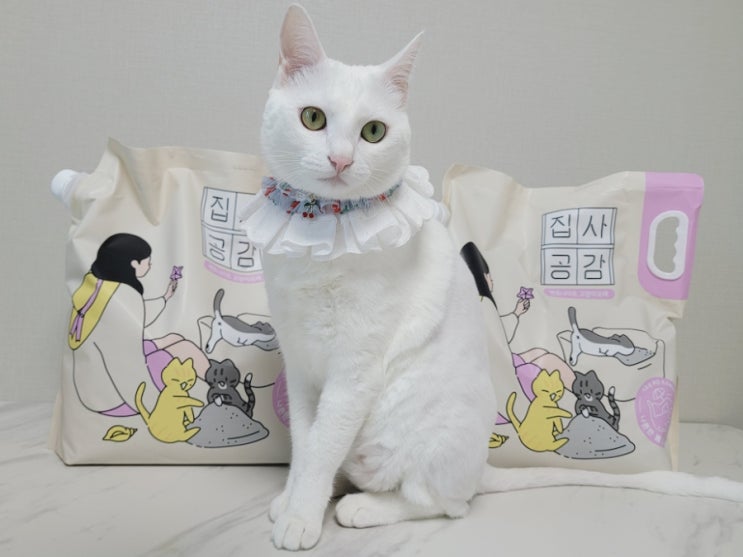  고양이모래추천 집사공감 벤토나이트 신제품후기 섞어쓰기 좋은 모래 !!