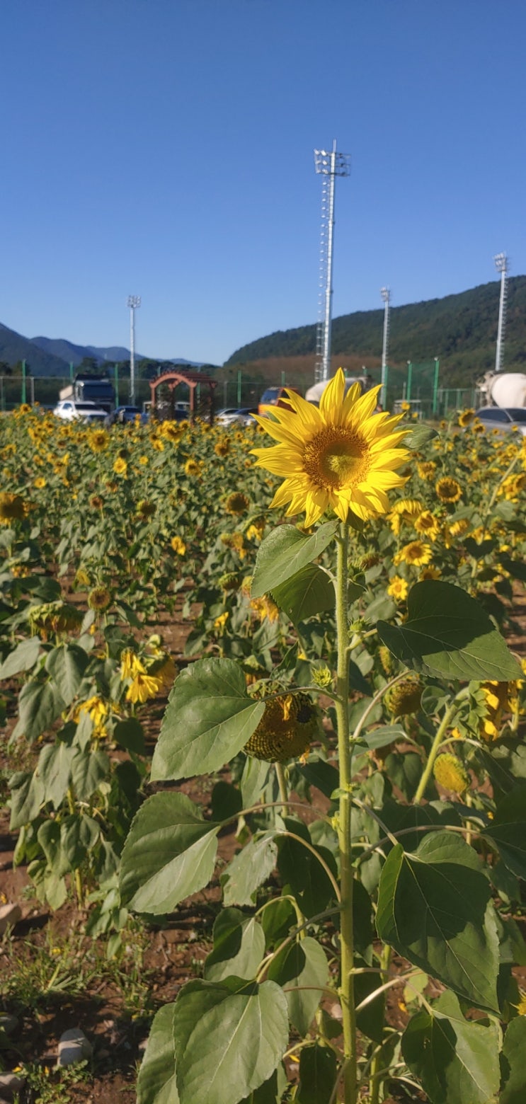  밀양 꽃보고 밀양돼지국밥 먹고 이벤트!! (초동 연가길 꽃길, 산외면 해바라기 단지, 설봉돼지국밥)