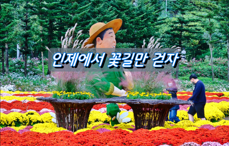 내설악을 품은 인제 가을꽃축제 인제에서 꽃길만 걷자 내설악을 품은 인제 가을꽃축제 인제에서 꽃길만 걷자