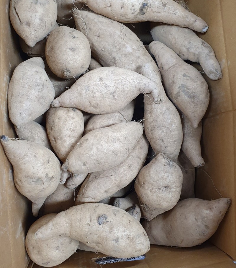 백령도 백고구마 10KG 판매