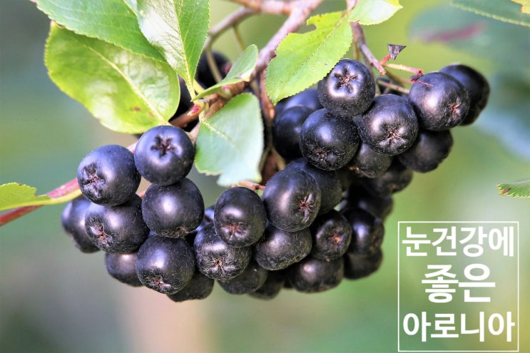  건조해지기 시작한 요즘, 아로니아로 눈건강 챙기기!