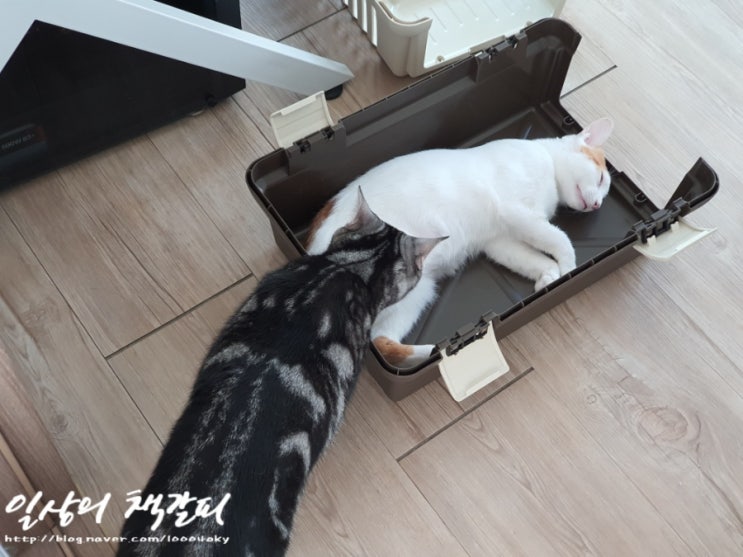  <2인2묘 라이프> 2021. 10. 18. 밤비 중성화 수술 했어요~