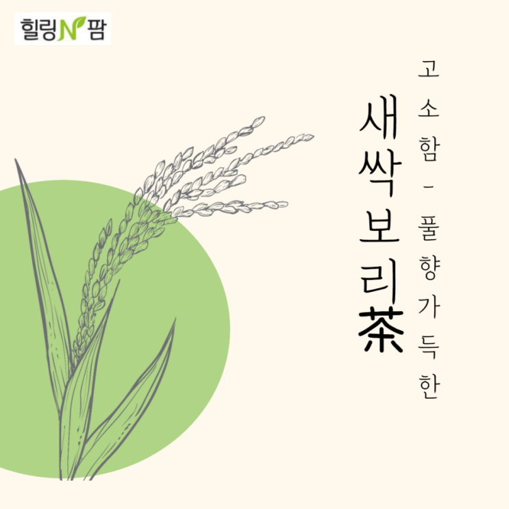  [홈카페] 새싹보리차(혈관청소, 다이어트, 체지방감소, 단백질, 콜레스테롤)