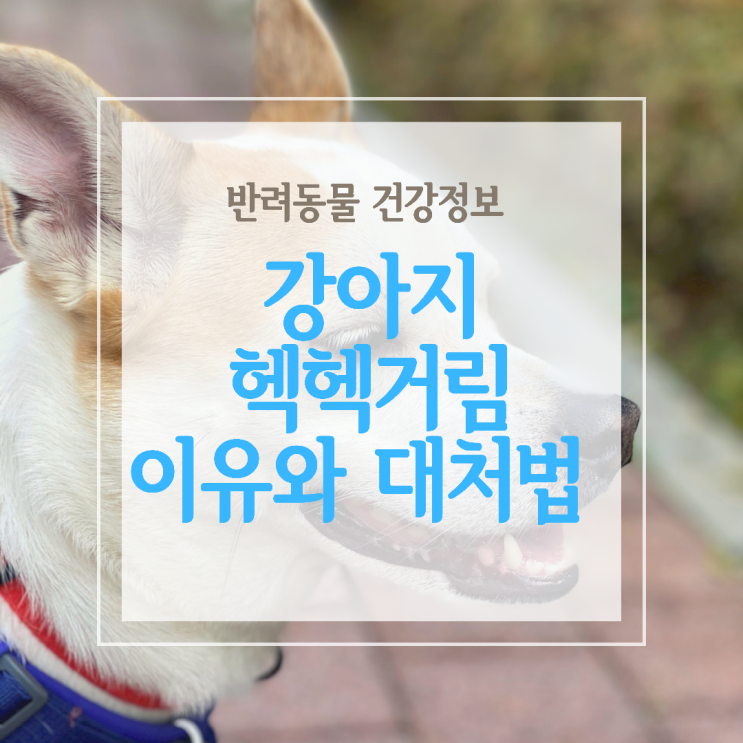  강아지가 헥헥거려요! 헥헥거림의 이유는 뭘까요?