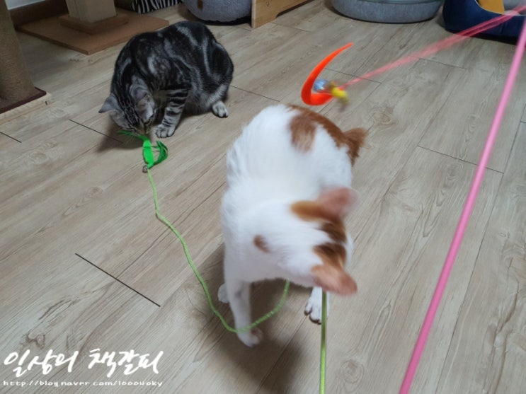  <2인2묘 라이프> 2021. 10. 19. 밤비날다?!