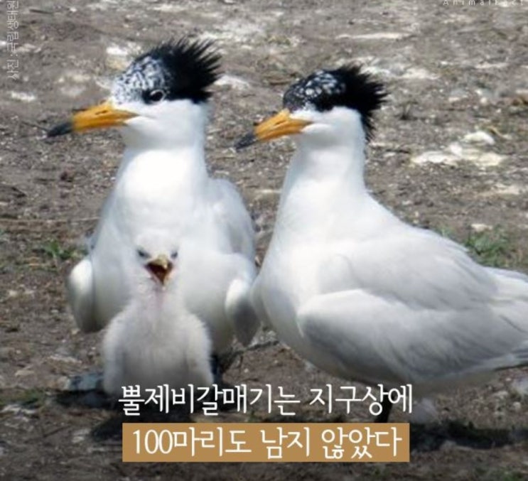  멸종위기 뿔제비갈매기