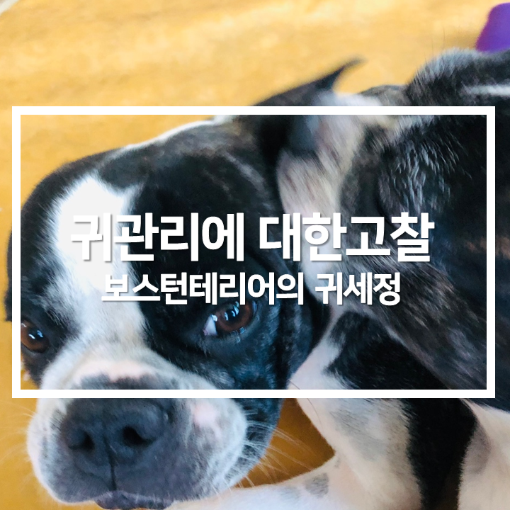  귀세정에 대한 고찰
