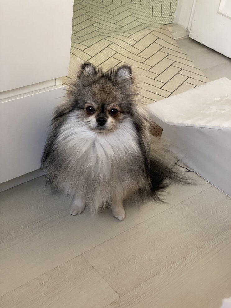  호기심쟁이 꾸꾸
