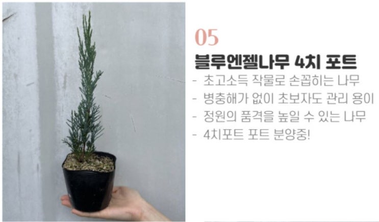  [양파여사네 작물소개] feat. 블루엔젤나무