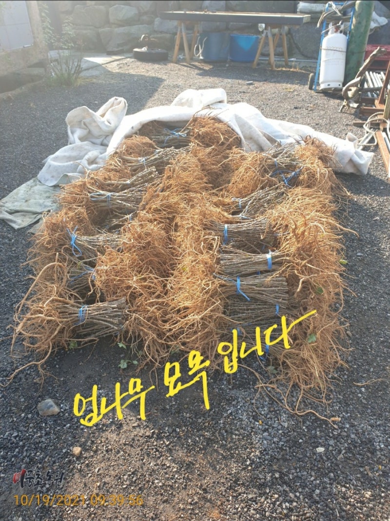 21년 가을철 엄나무묘목 가격입니다