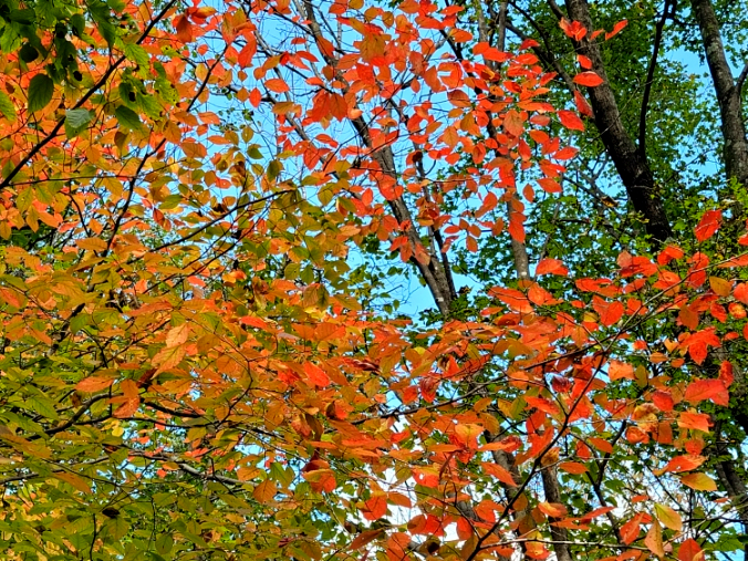 단풍명소 설악산 피골 산책로 단풍 개화 상황