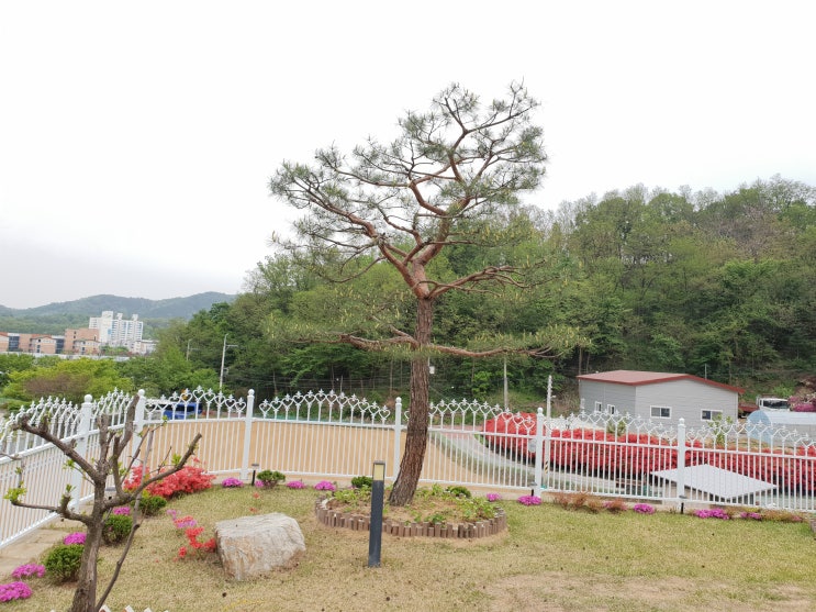  ｀오태 개인주택 소나무 전지 。구미 보림 조경