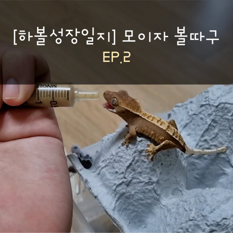  [하볼성장일지] 모이자 볼따구 EP.2