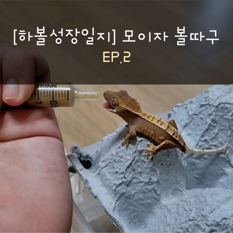 [하볼성장일지] 모이자 볼따구 EP.2