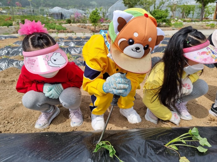  고구마 캐기 활동
