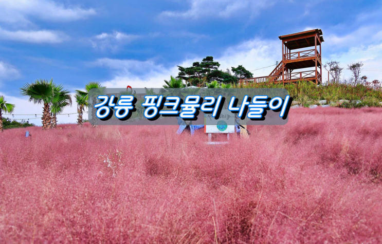 강릉 가을여행지 핑크뮬리농원 호린파크&사천항 회덮밥 강릉 가을여행지 핑크뮬리농원 호린파크&사천항 회덮밥