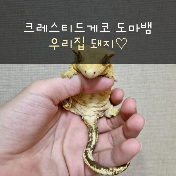  우리집 돼지