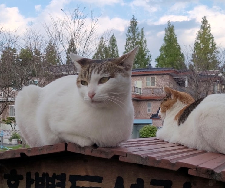  오랜만에 만난 샤샤와 라떼 길냥이~^^