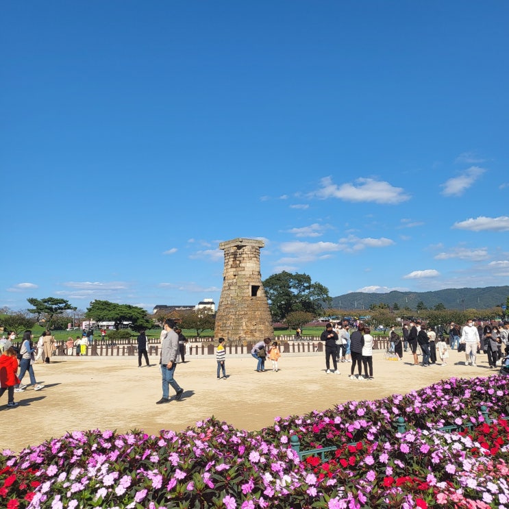  경주 가볼 만한 곳 : 핑크 뮬리랑 억새 보러 첨성대로!