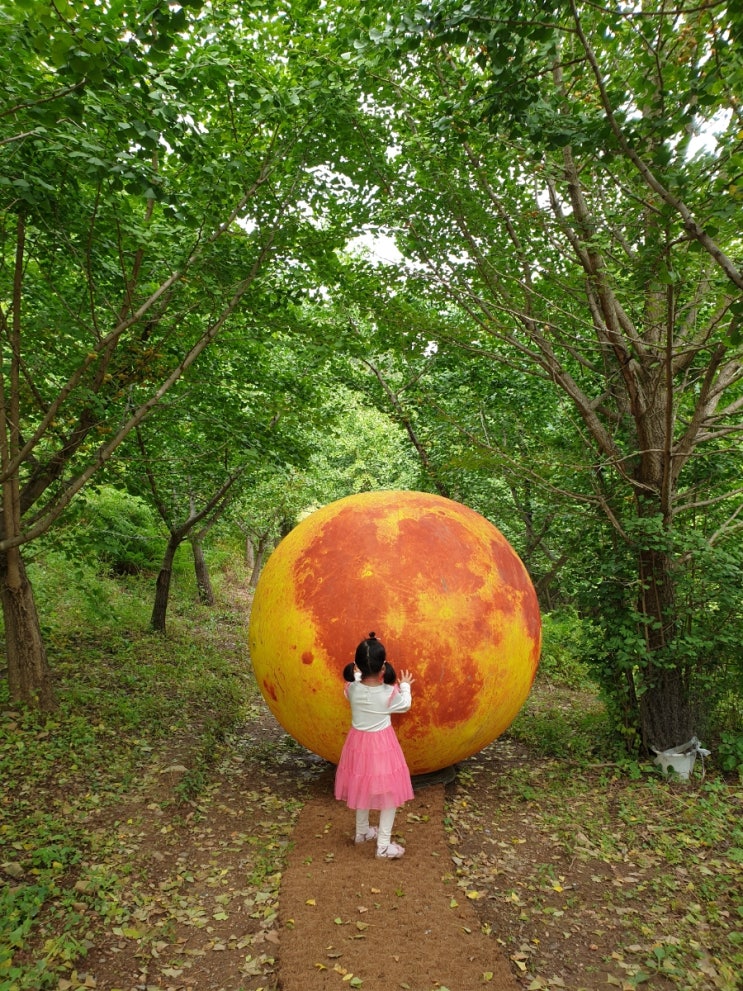  옐로우트리 은행나무 1만평 숲속 캠핑 카페_ 평창 정선 데이트 드라이브하기 좋은곳