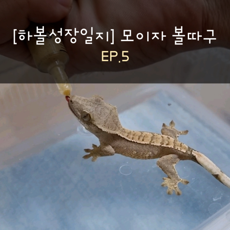 [하볼성장일지] 모이자 볼따구 EP.5