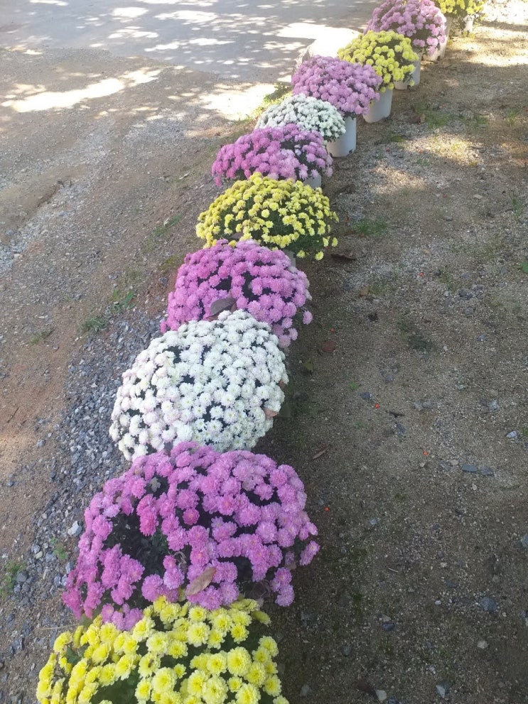 평택 광덕산의 아름다운 고찰. 심복사(深福寺)의 꽃과 전경