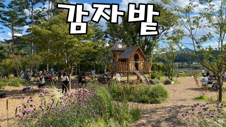  [춘천 가볼만한 곳] 춘천 애견동반 카페 감자밭