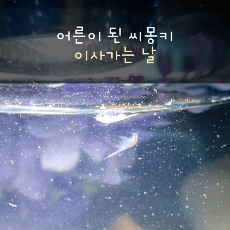  어른이된 씨몽키(이사가는 날)