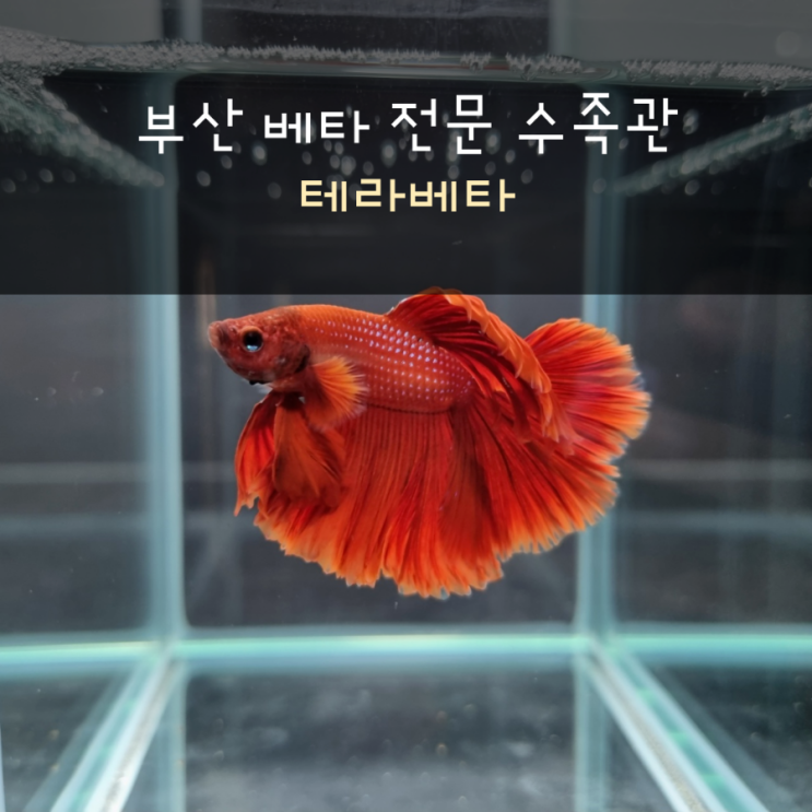  부산 테라베타 방문기
