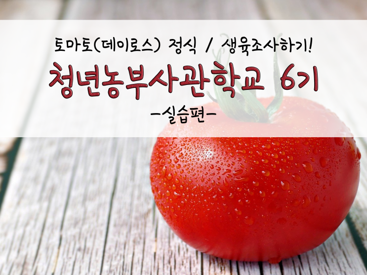  청년농부사관학교 6기_실습_토마토 정식(데이로스), 생육조사_211021