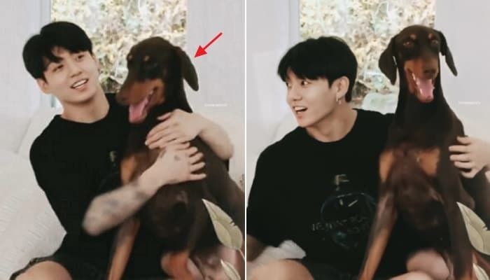 BTS 정국이 키우는 반려견 도베르만 밤이의 축 처진 귀가 화제 불러 모은 '진짜 이유'