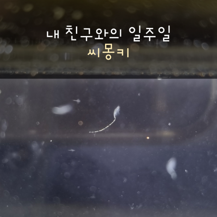  씨몽키와의 일주일