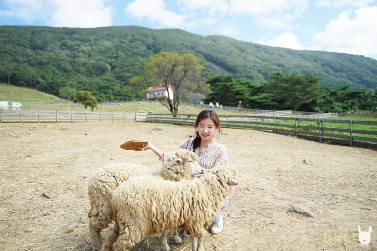 화순 가볼만한곳 무등산 양떼목장 남산공원 등 여행 코스 7