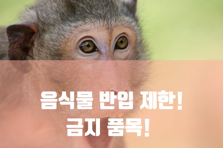  나라마다 음식물 반입 제한이...! 해외여행 시 비상식량, 간식거리,  그리고 음식에 대한 매너!