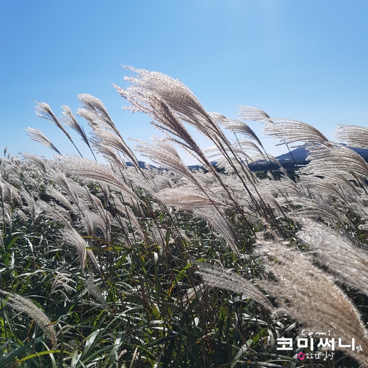 [제주여행 10월의 산굼부리] 은빛 억새 가득한 제주 가볼 만한 곳 제주 추천 여행지 산굼부리 입장료와 소요시간: 제주여행 3일차 코스