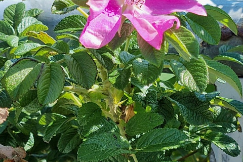 가을이네 생고기전문점 이미지